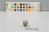 藏品(麻雀卵)的圖片